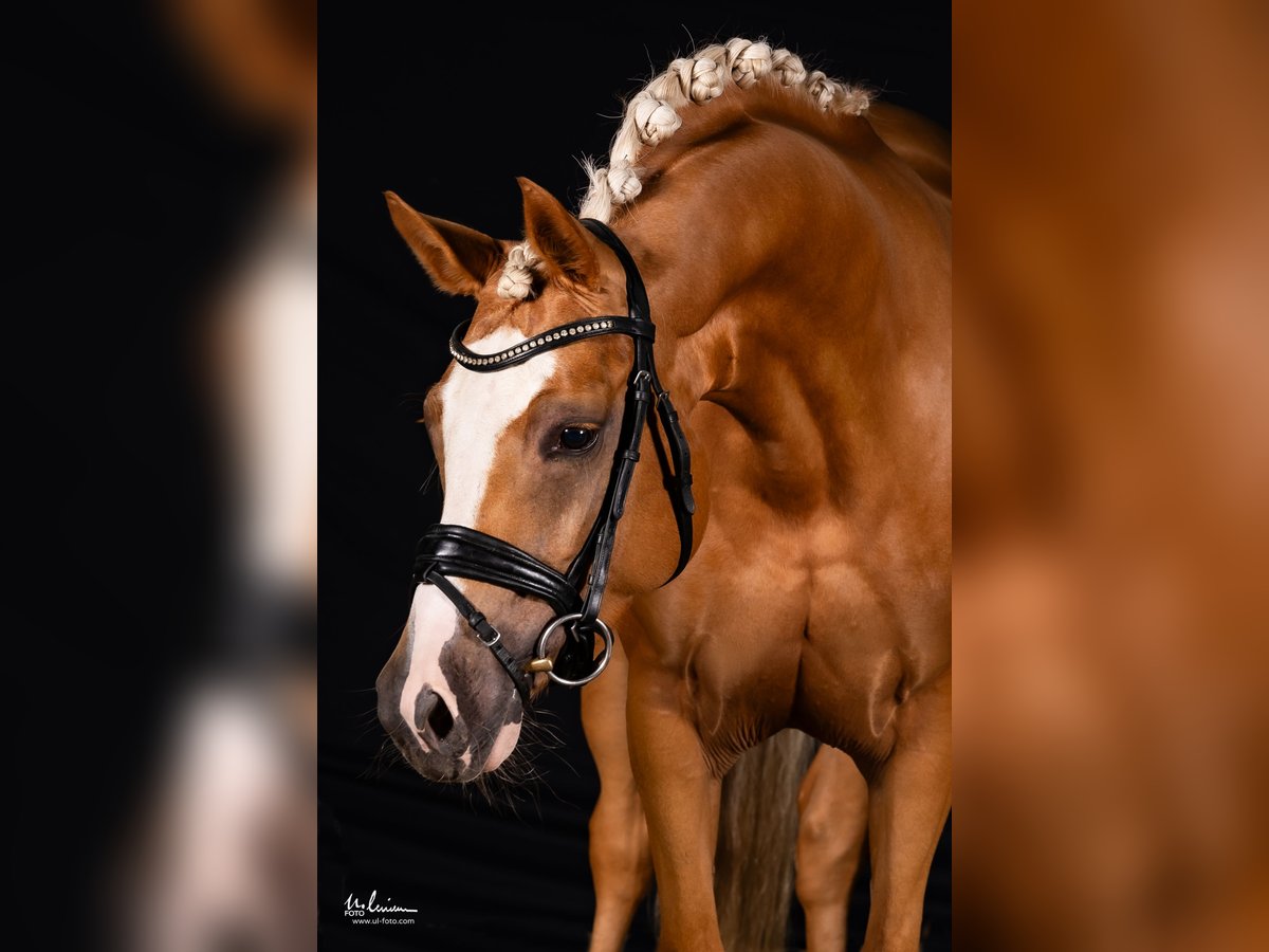 German Riding Pony Mare 4 years 14,1 hh Palomino in Herrenberg