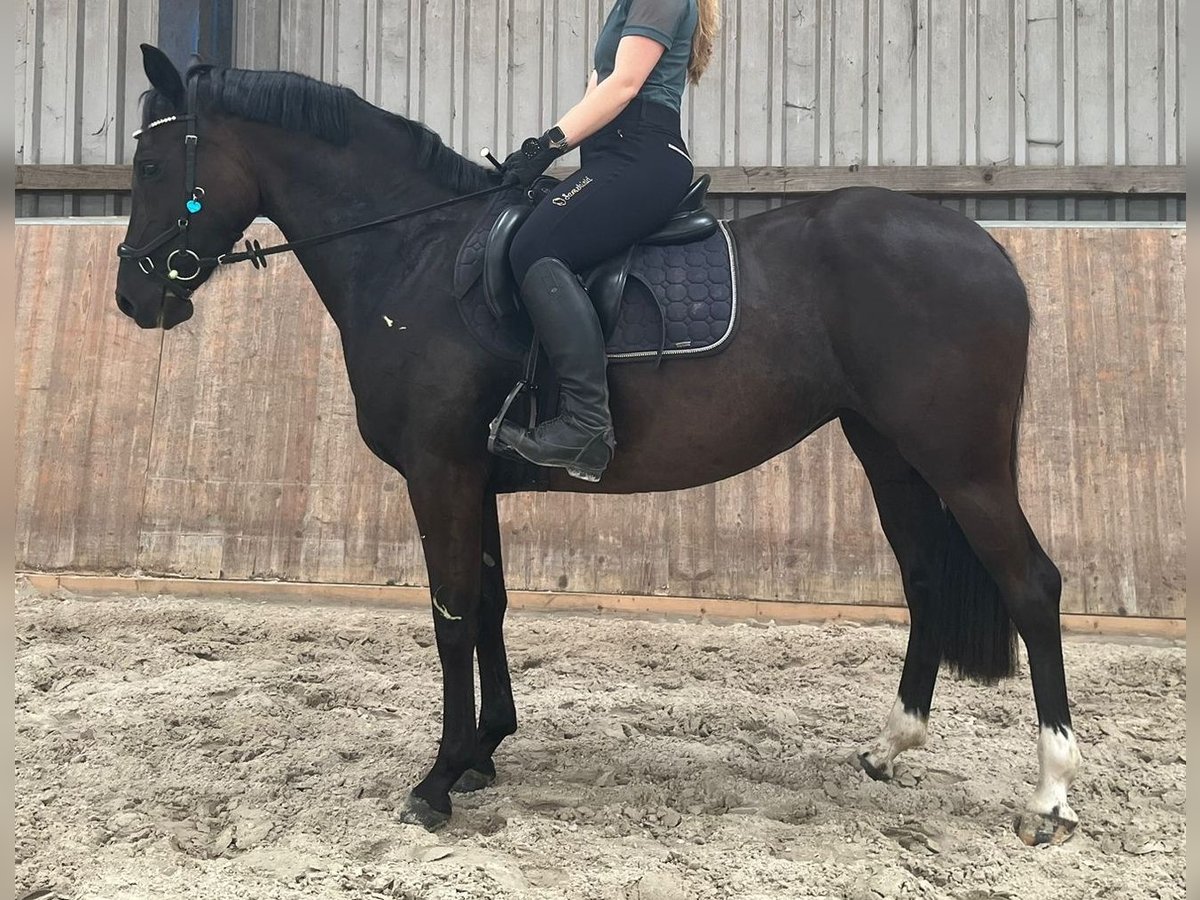 German Riding Pony Mare 4 years 14,2 hh Black in Vi&#xF6;l