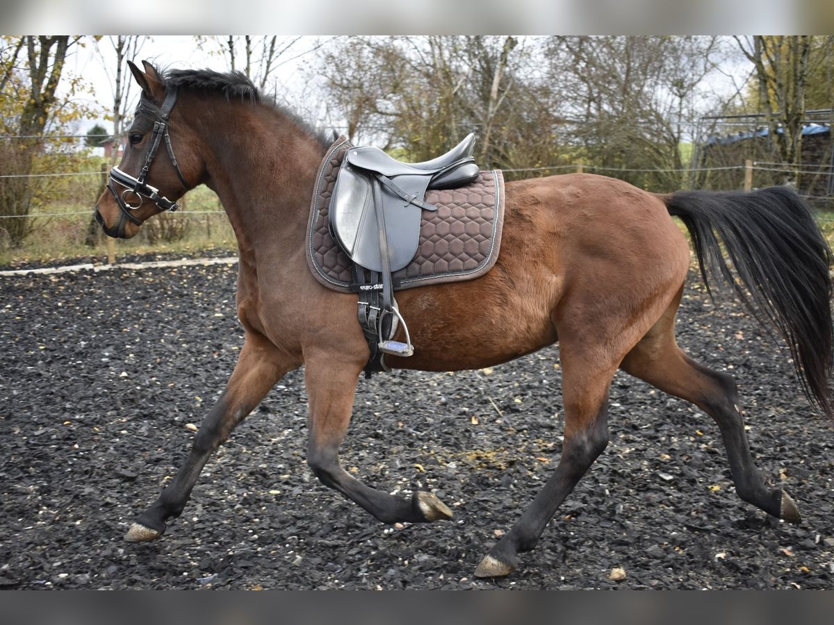 German Riding Pony Mare 4 years 14,2 hh Brown in Osburg