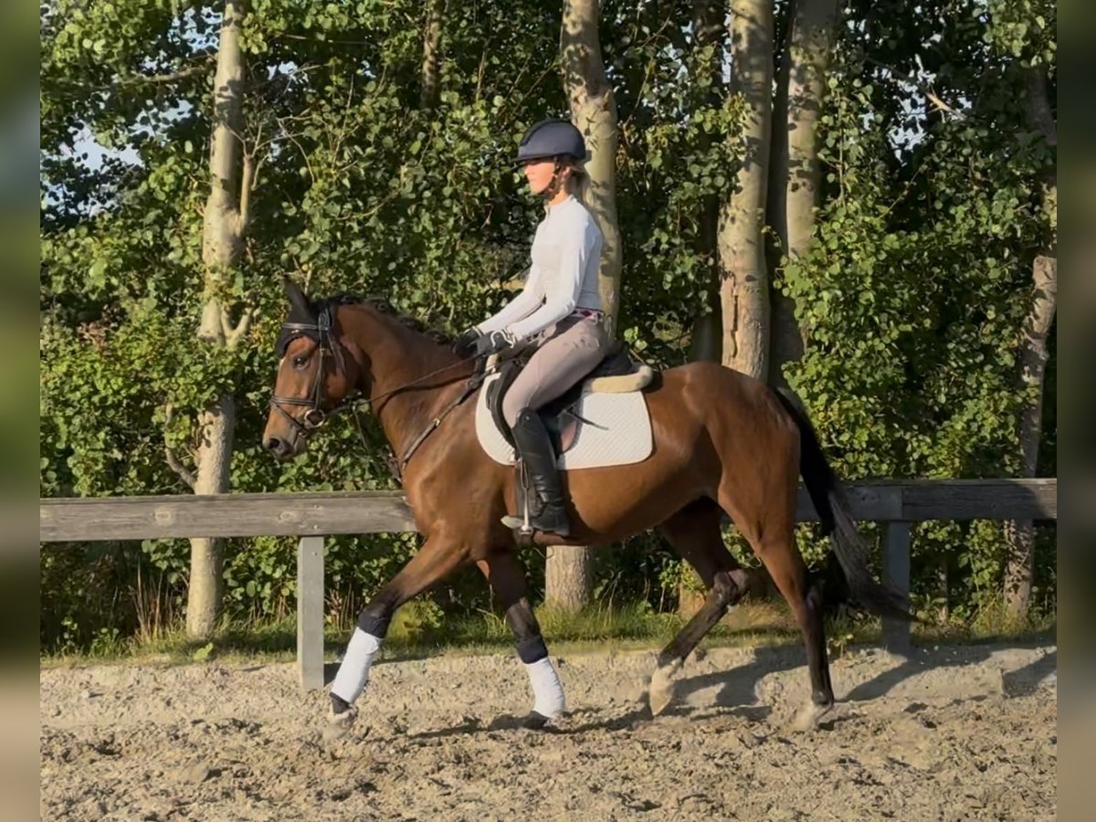 German Riding Pony Mare 4 years 14,2 hh Brown in S&#xFC;derl&#xFC;gum