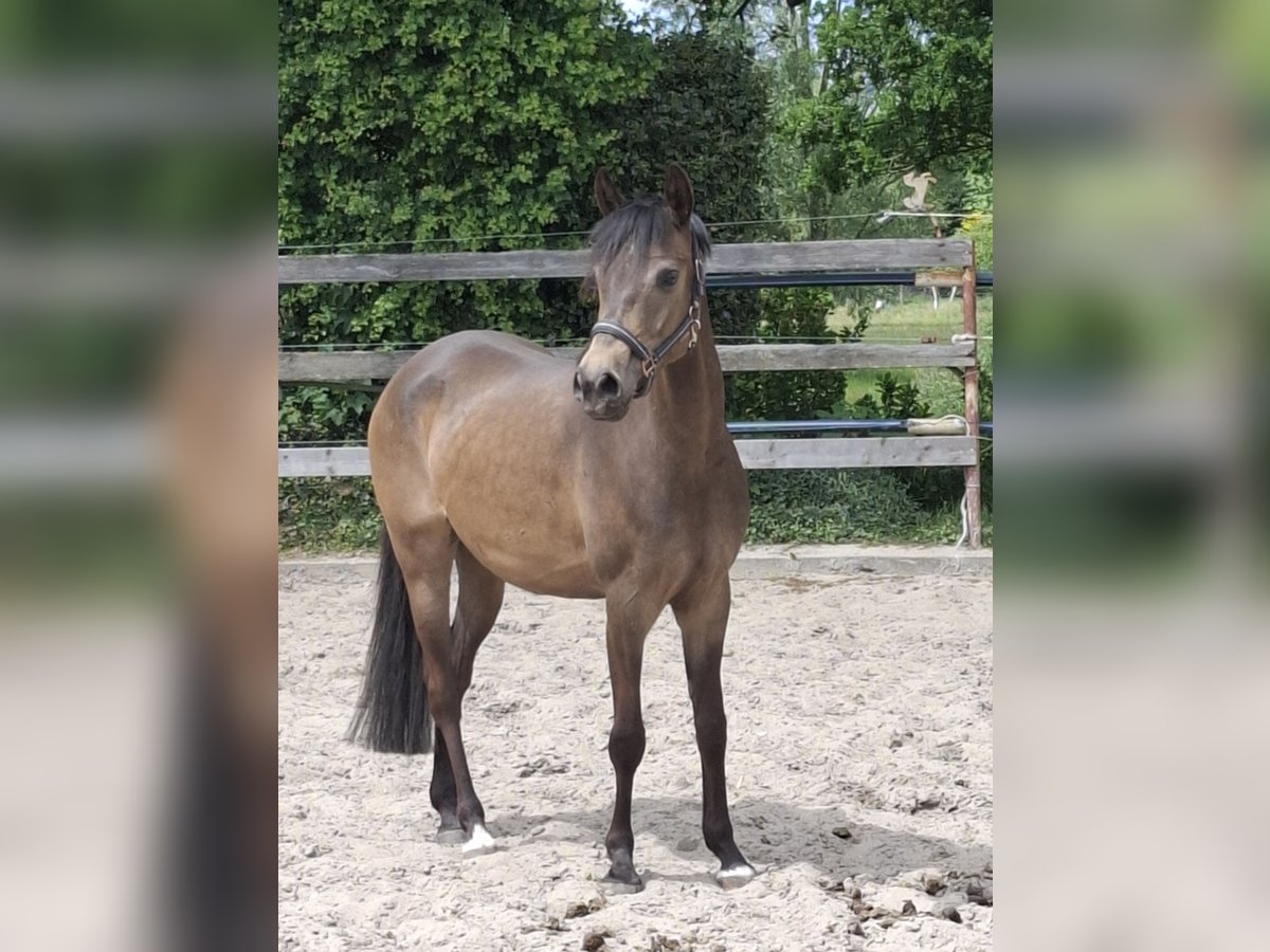 German Riding Pony Mare 4 years 14,2 hh Dun in Nordhorn