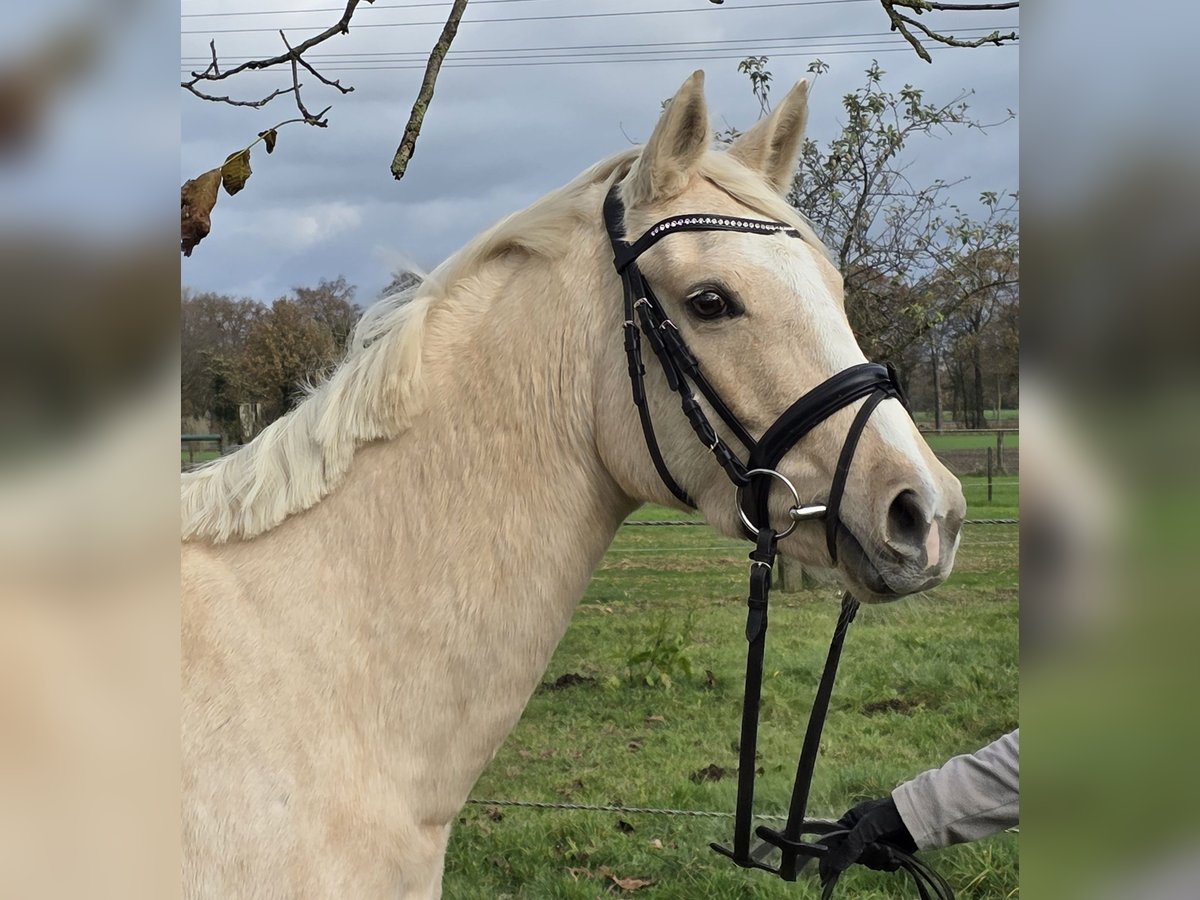 German Riding Pony Mare 4 years 14,2 hh Palomino in Wachtendonk