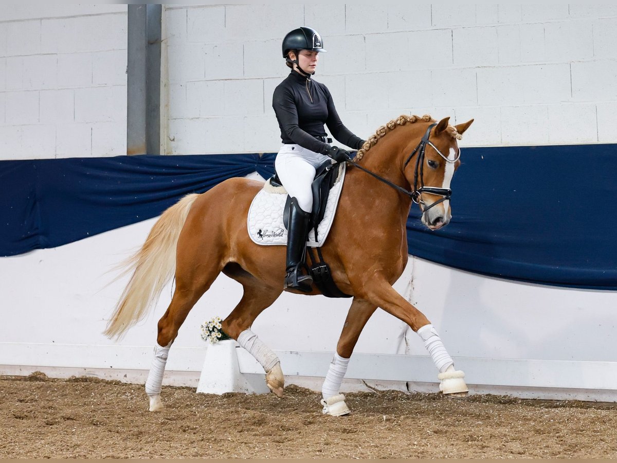 German Riding Pony Mare 4 years 14,2 hh Palomino in Marsberg