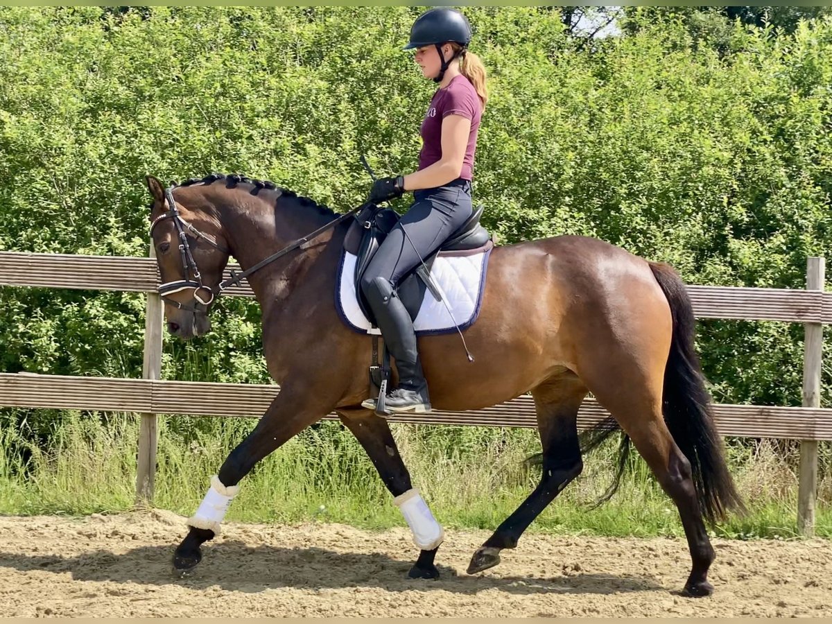 German Riding Pony Mare 4 years 15,1 hh Bay-Dark in Hude (Oldenburg)Hude