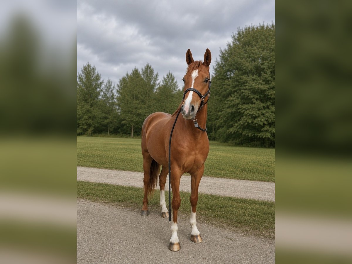 German Riding Pony Mare 4 years 15.1 hh Chestnut-Red in Lindenkreuz