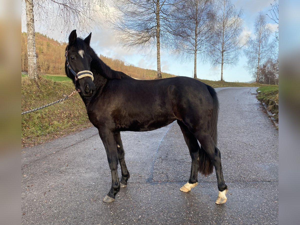 German Riding Pony Mare 4 years 15 hh Black in Deggenhausertal