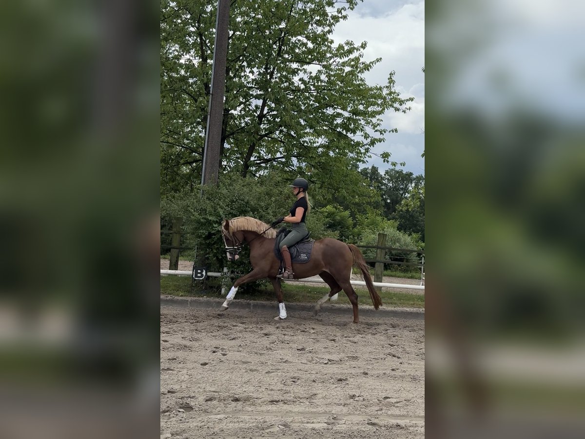 German Riding Pony Mare 4 years 15 hh Chestnut in Ahrensburg