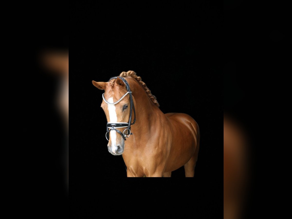 German Riding Pony Mare 4 years 15 hh Chestnut-Red in Recke, bei Osnabrück