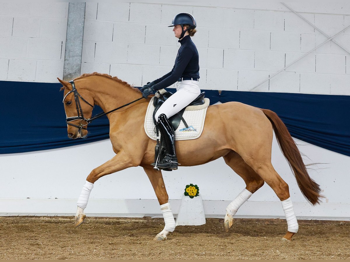 German Riding Pony Mare 4 years 15 hh Chestnut-Red in Marsberg