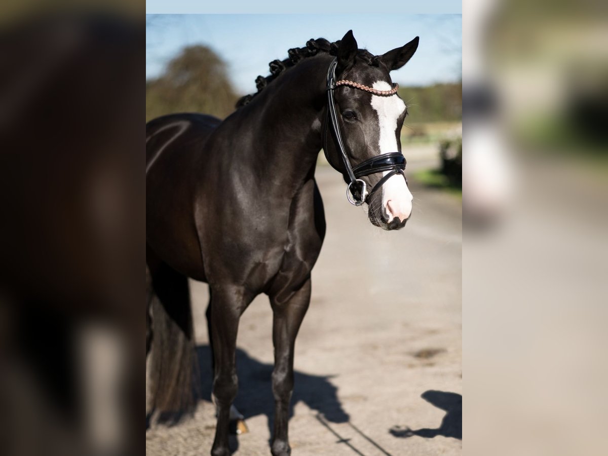 German Riding Pony Mare 4 years Black in Helferskirchen