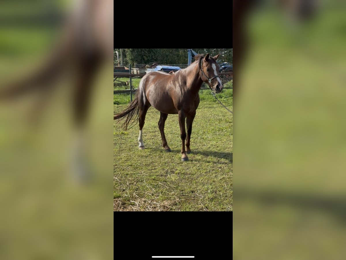 German Riding Pony Mare 4 years Chestnut-Red in Dargelin
