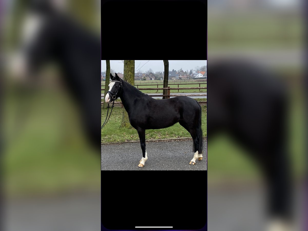 German Riding Pony Mare 5 years 13,2 hh Black in Bocholt