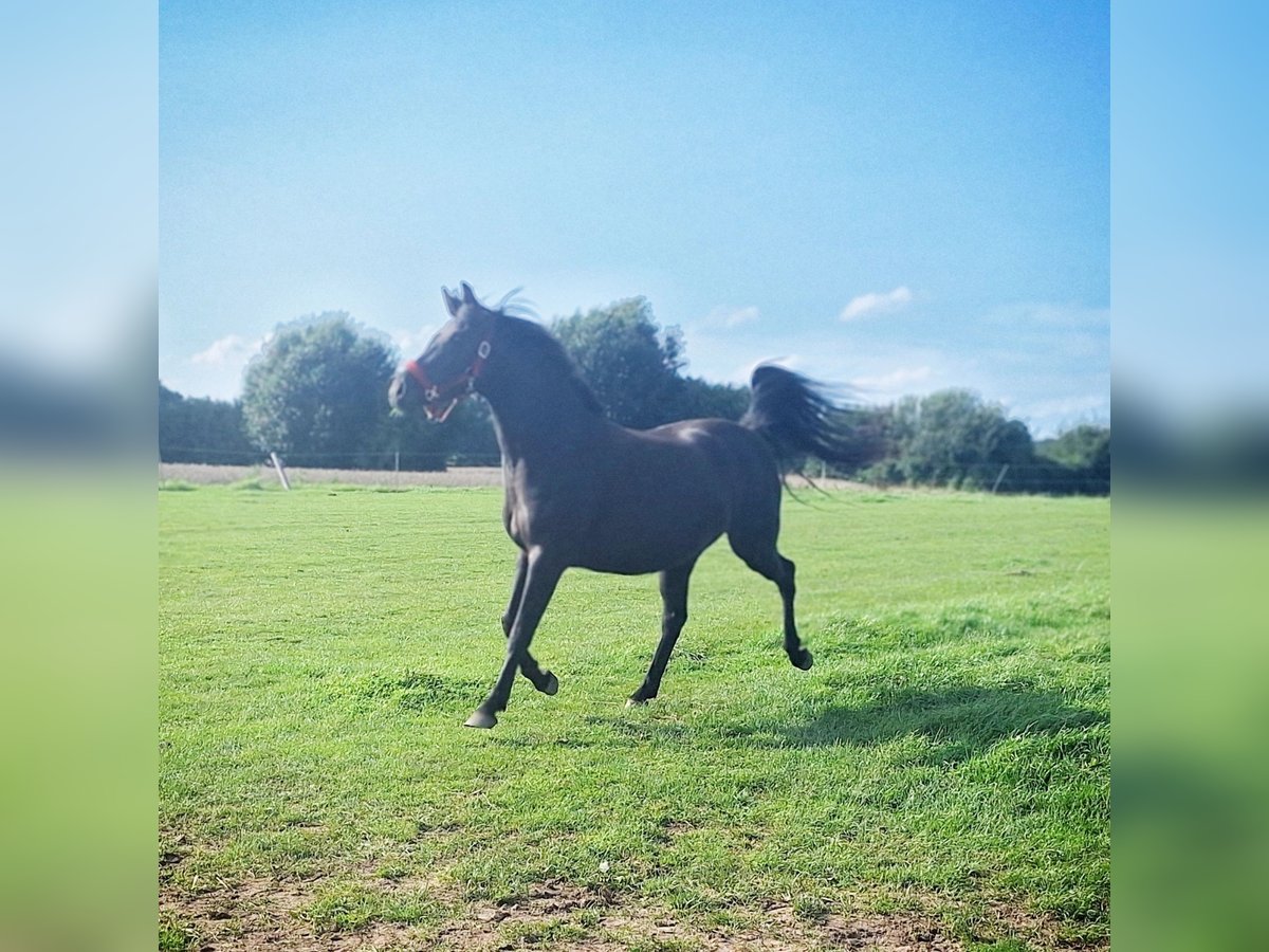 German Riding Pony Mare 5 years 13,2 hh Bay-Dark in Osdorf