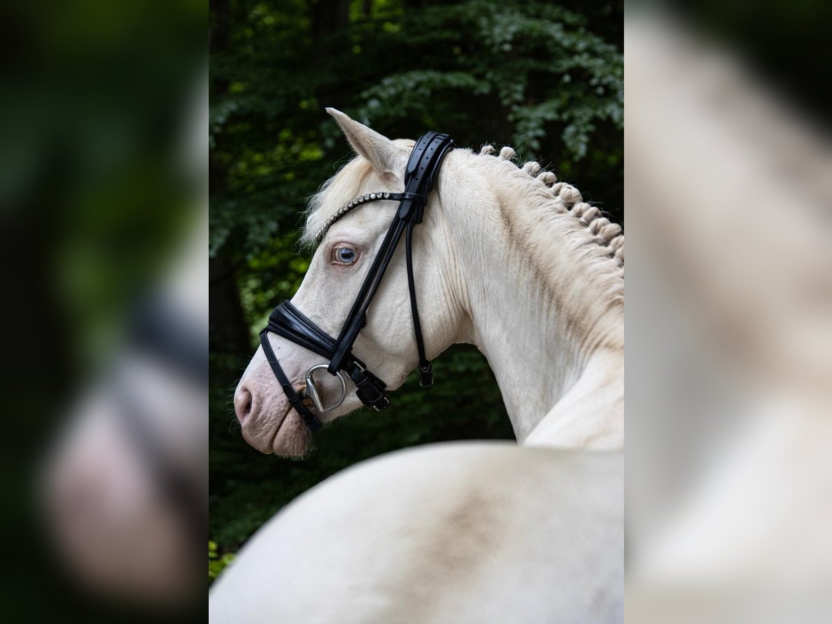 German Riding Pony Mare 5 years 13,2 hh Perlino in Weilheim in Oberbayern