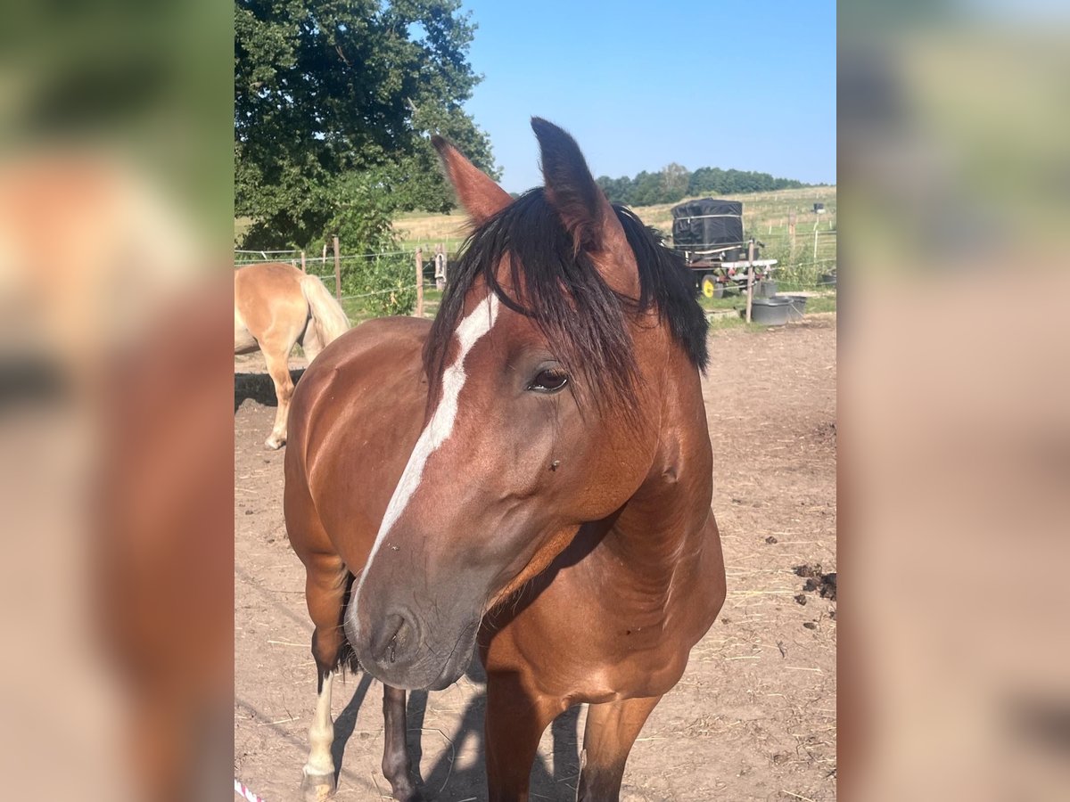 German Riding Pony Mare 5 years 13,3 hh Brown in N&#xFC;nchritz