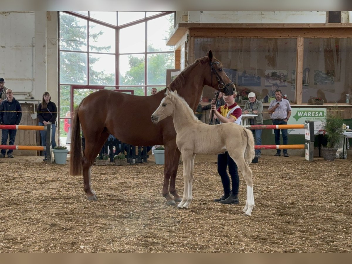 German Riding Pony Mare 5 years 14,1 hh Chestnut-Red in Nordhausen