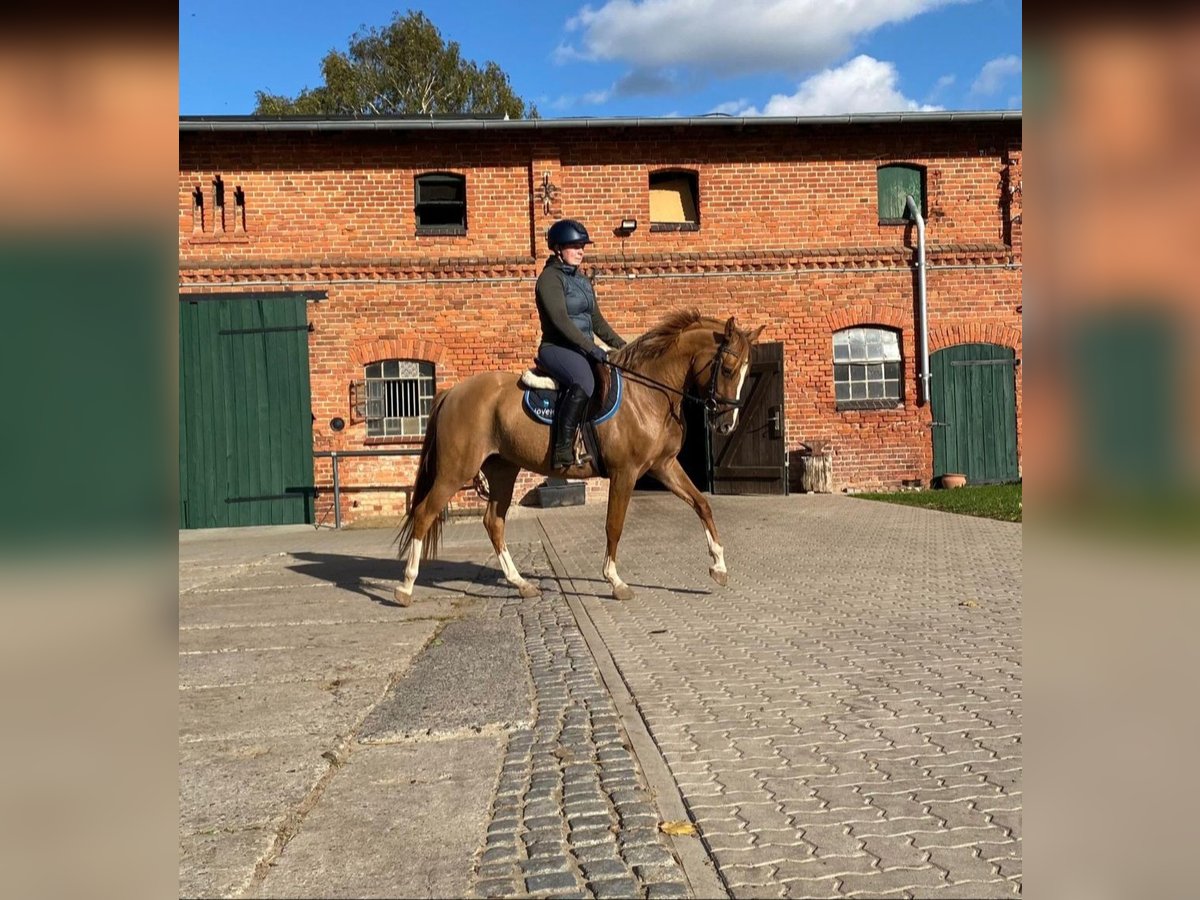 German Riding Pony Mare 5 years 14,1 hh Chestnut-Red in Rahden