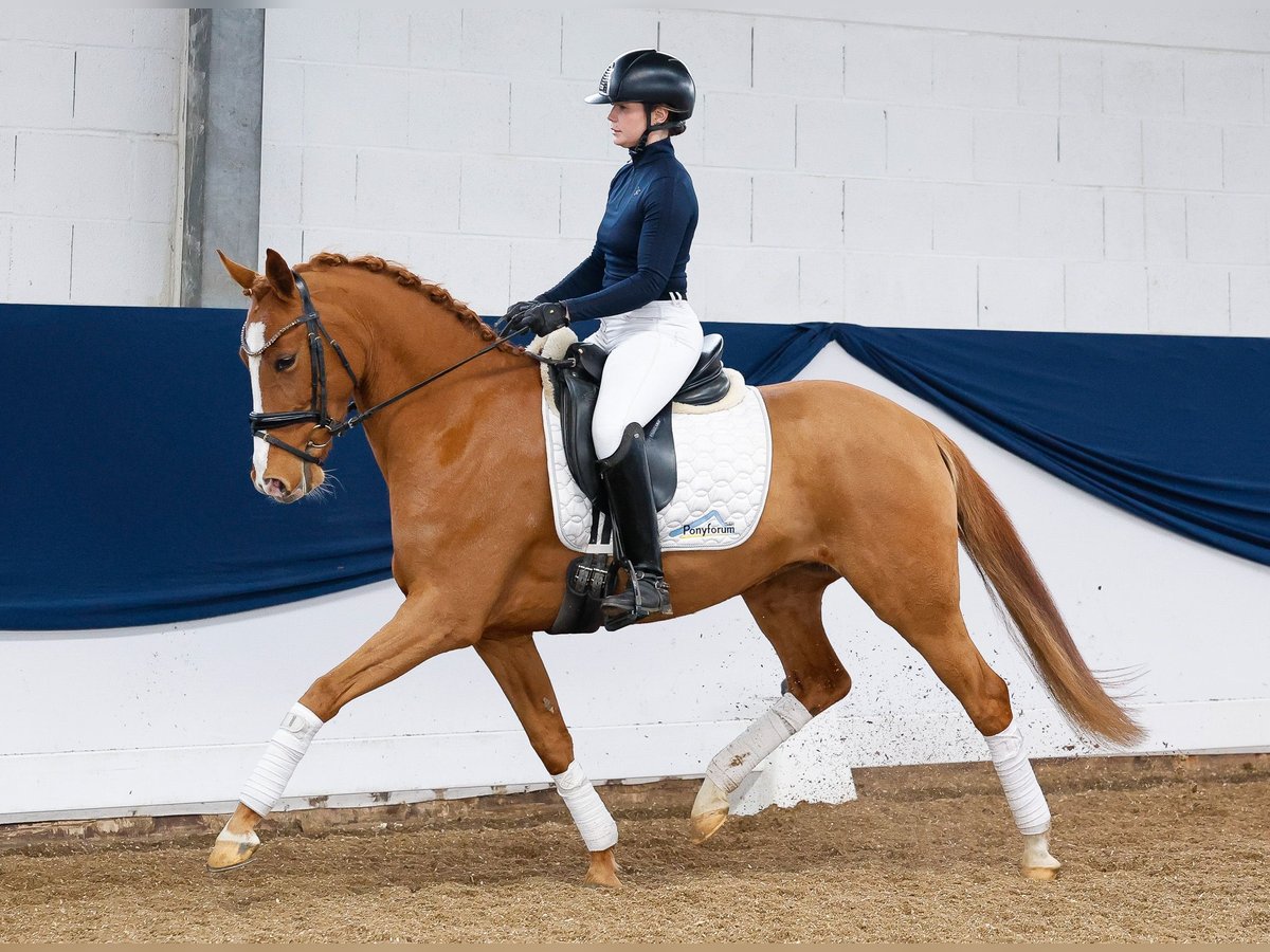 German Riding Pony Mare 5 years 14,1 hh Chestnut-Red in Marsberg