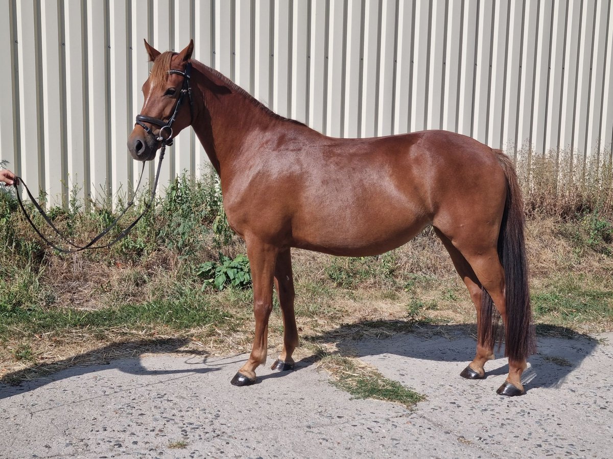 German Riding Pony Mare 5 years 14,1 hh Chestnut-Red in Trebbin