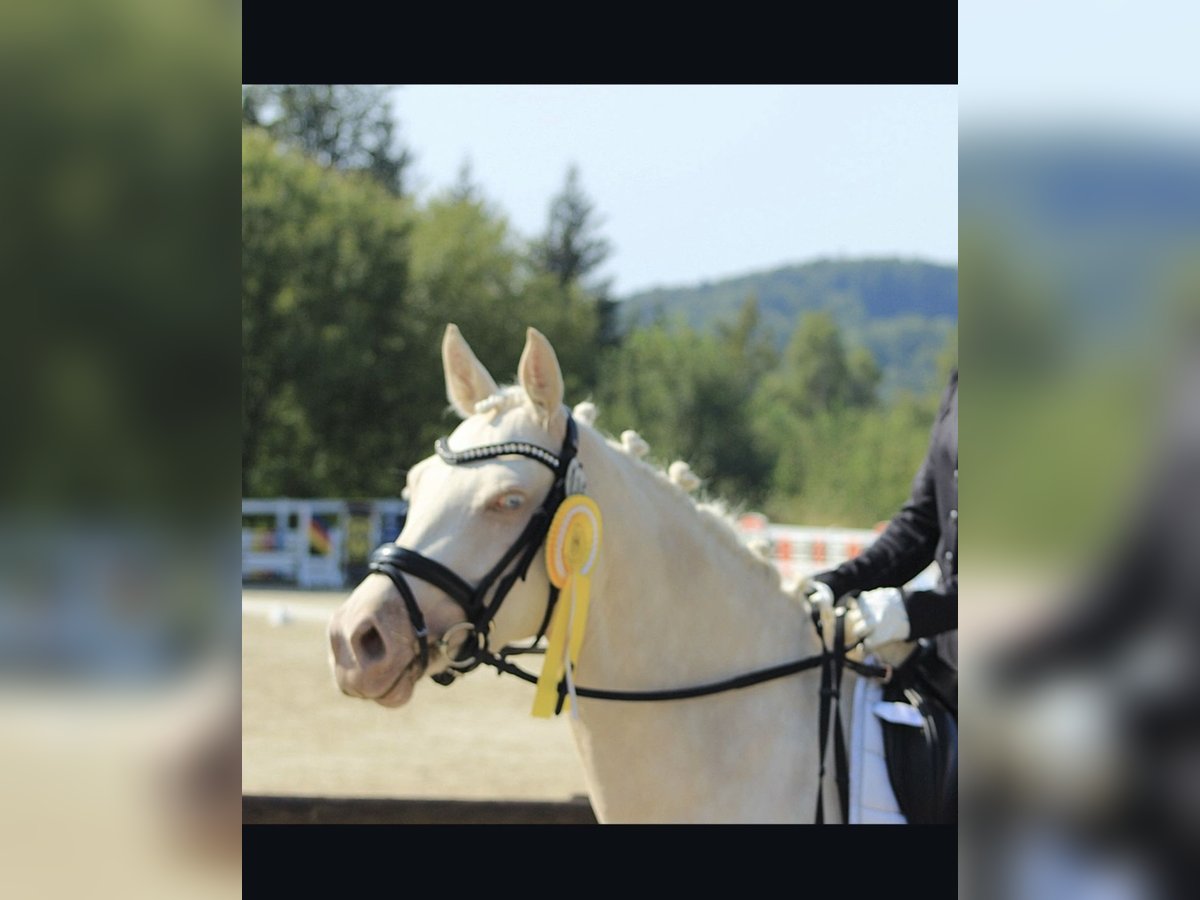 German Riding Pony Mare 5 years 14,1 hh Cremello in Gummersbach