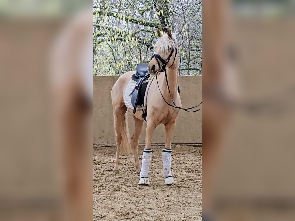 German Riding Pony Mare 5 years 14,1 hh in Ruppichteroth
