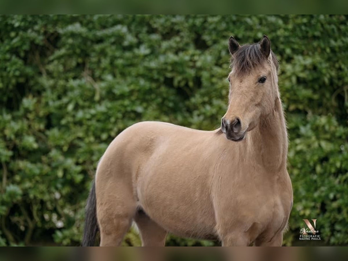 German Riding Pony Mare 5 years 14,1 hh Dun in Meppen