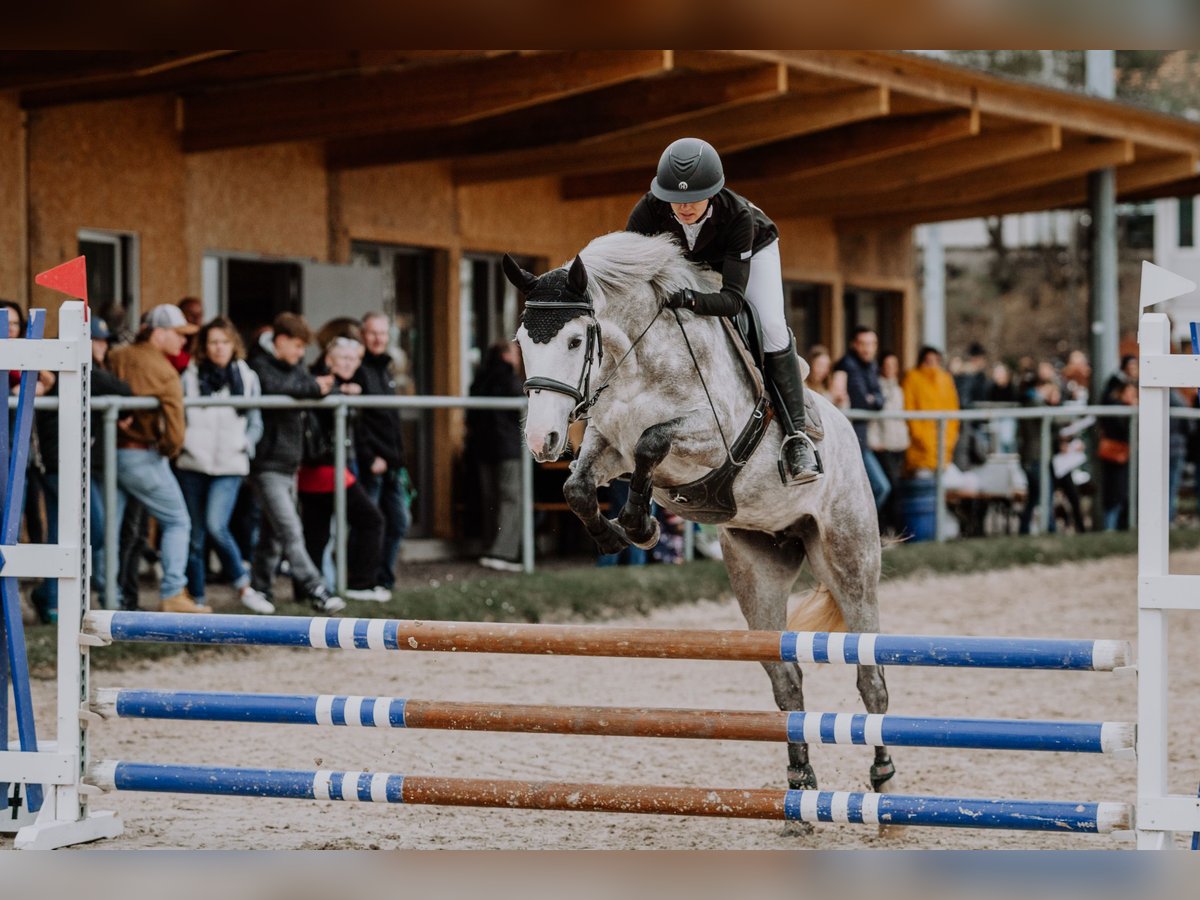 German Riding Pony Mare 5 years 14,1 hh Gray-Dapple in Wiler b. Seedorf