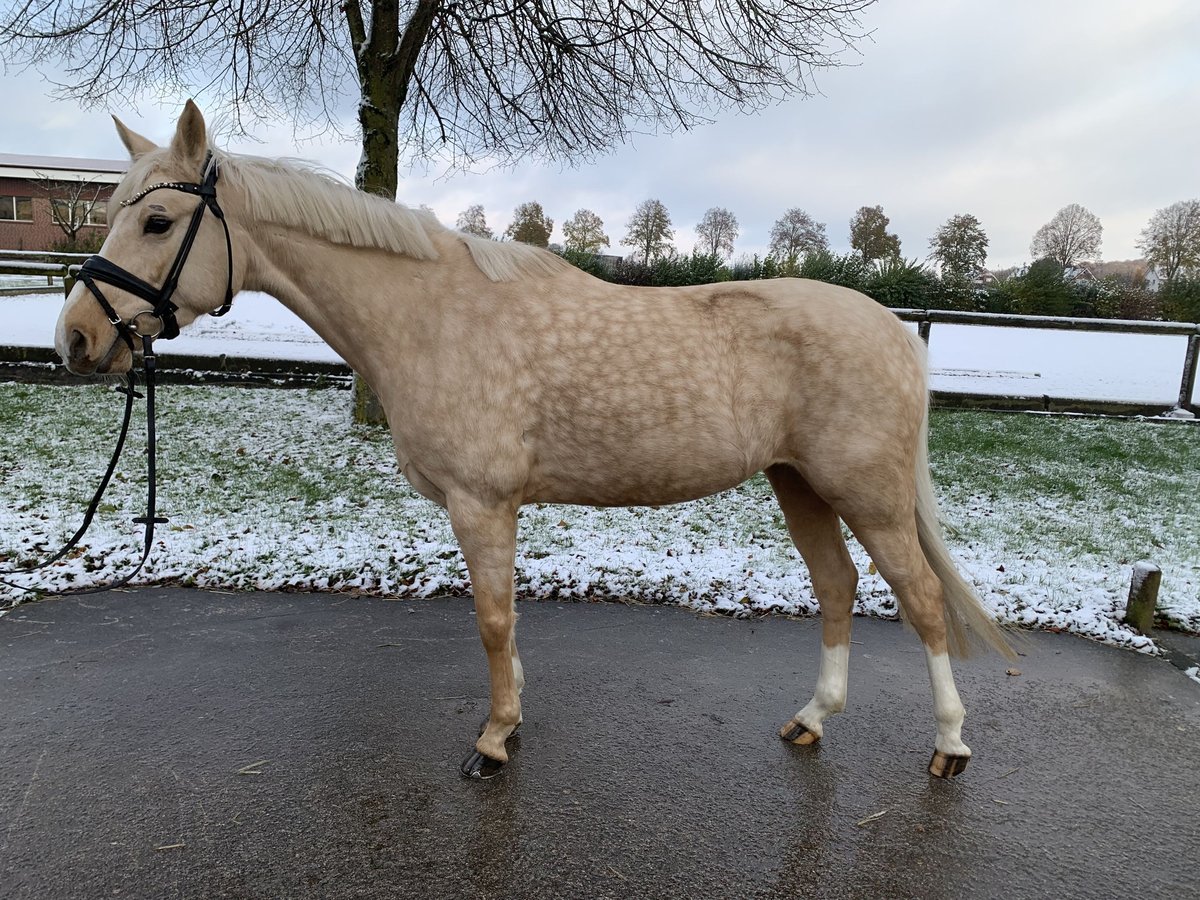 German Riding Pony Mare 5 years 14,1 hh Palomino in Rosendahl