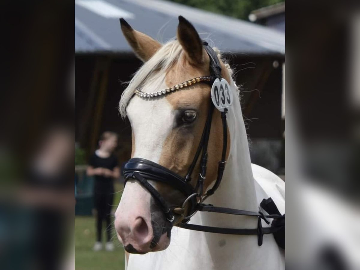 German Riding Pony Mare 5 years 14,1 hh Pinto in Jersbek