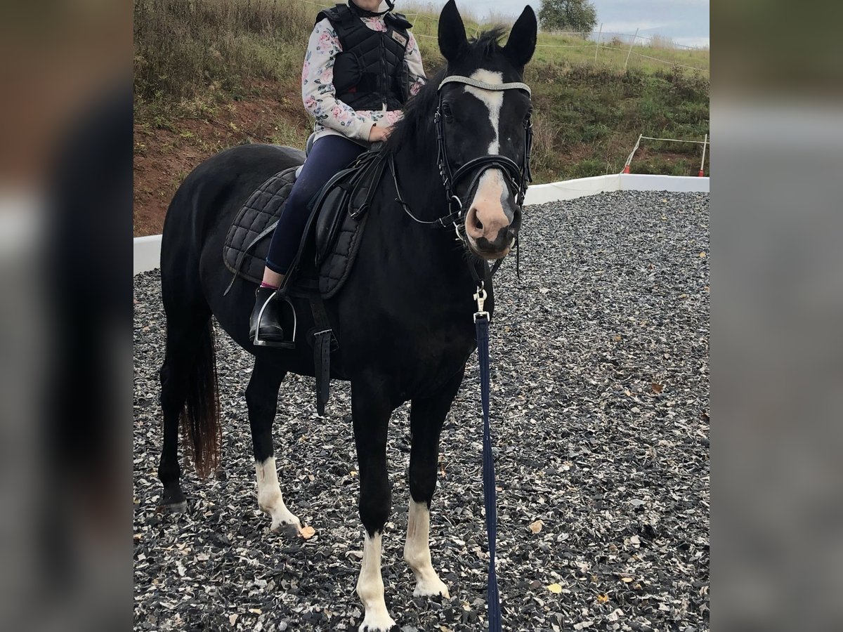 German Riding Pony Mare 5 years 14,2 hh Black in Wollershausen