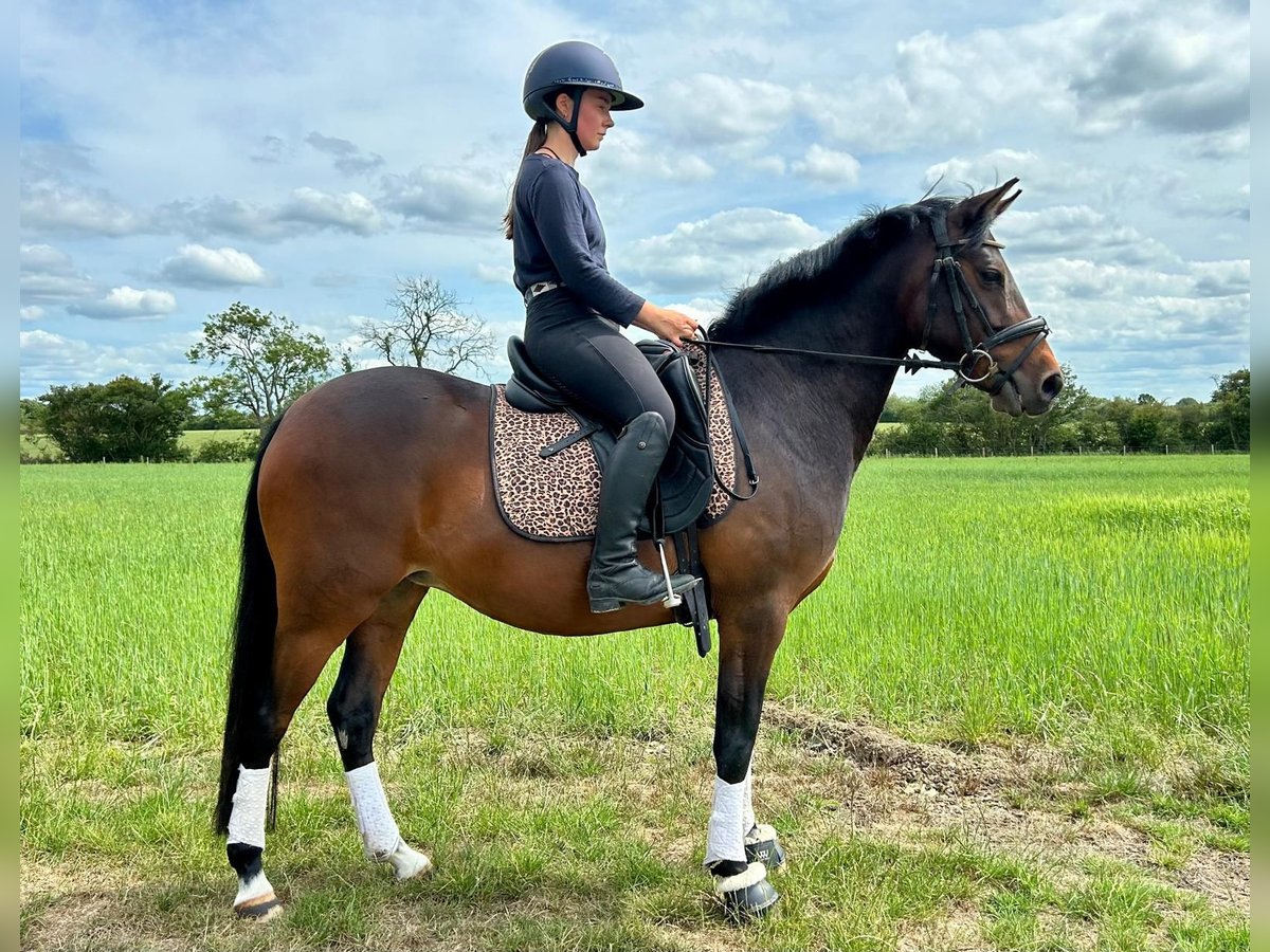 German Riding Pony Mix Mare 5 years 14 hh Bay-Dark in Witney