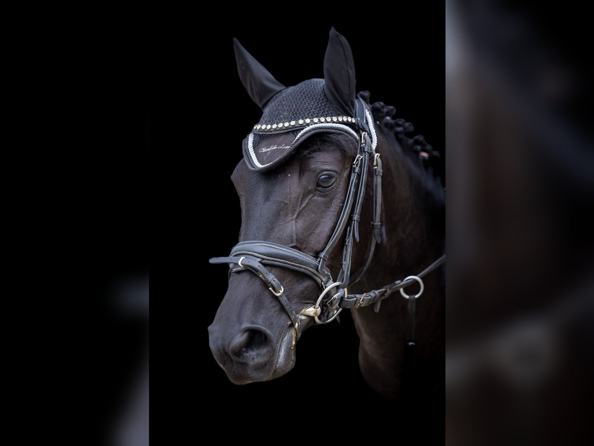 German Riding Pony Mare 5 years 14 hh Black in Marktl