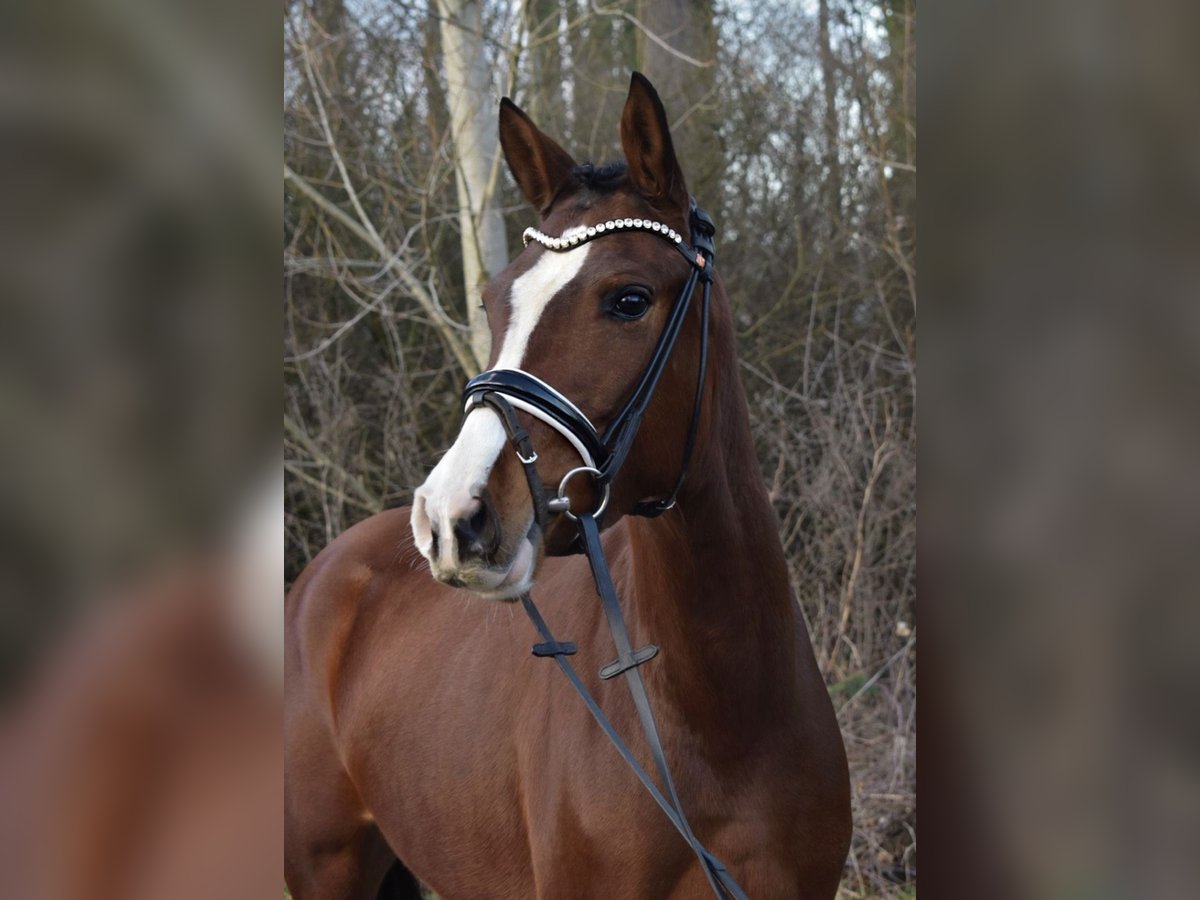 German Riding Pony Mare 5 years 14 hh Brown in Sehnde