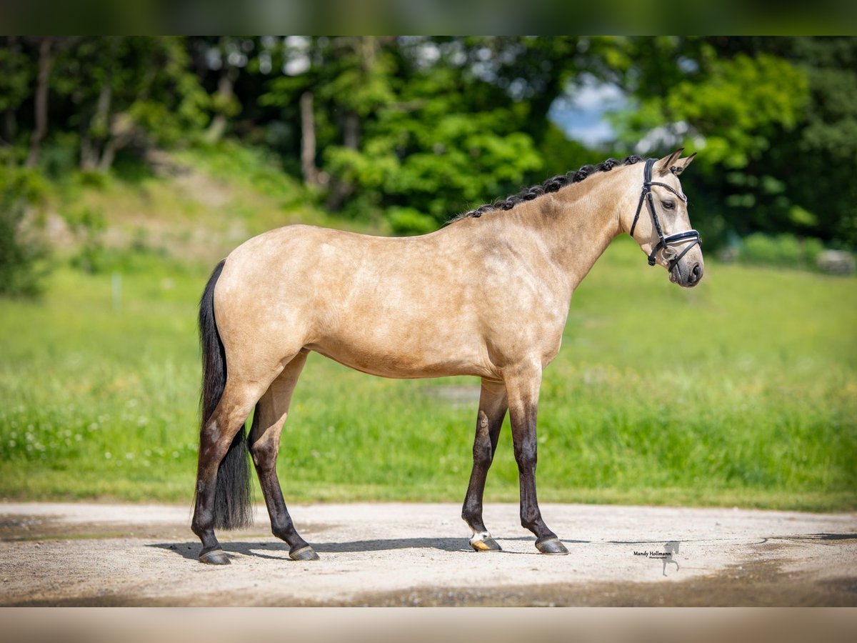 German Riding Pony Mare 5 years 14 hh Buckskin in Salzhemmendorf