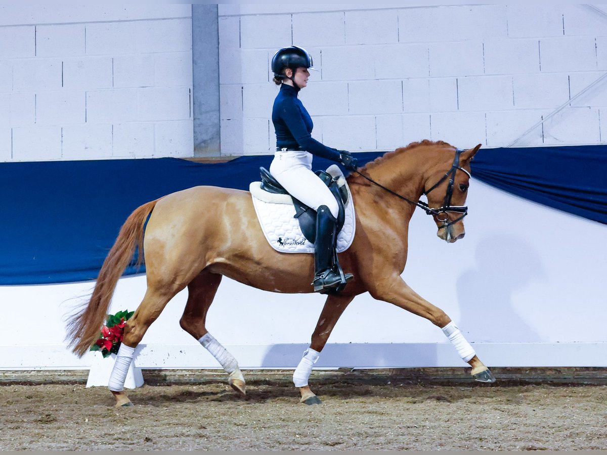 German Riding Pony Mare 5 years 14 hh Chestnut-Red in Marsberg