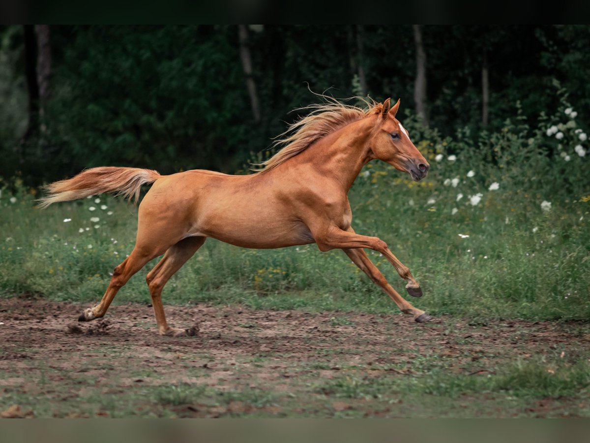 German Riding Pony Mare 5 years 14 hh Red Dun in Haltern am See