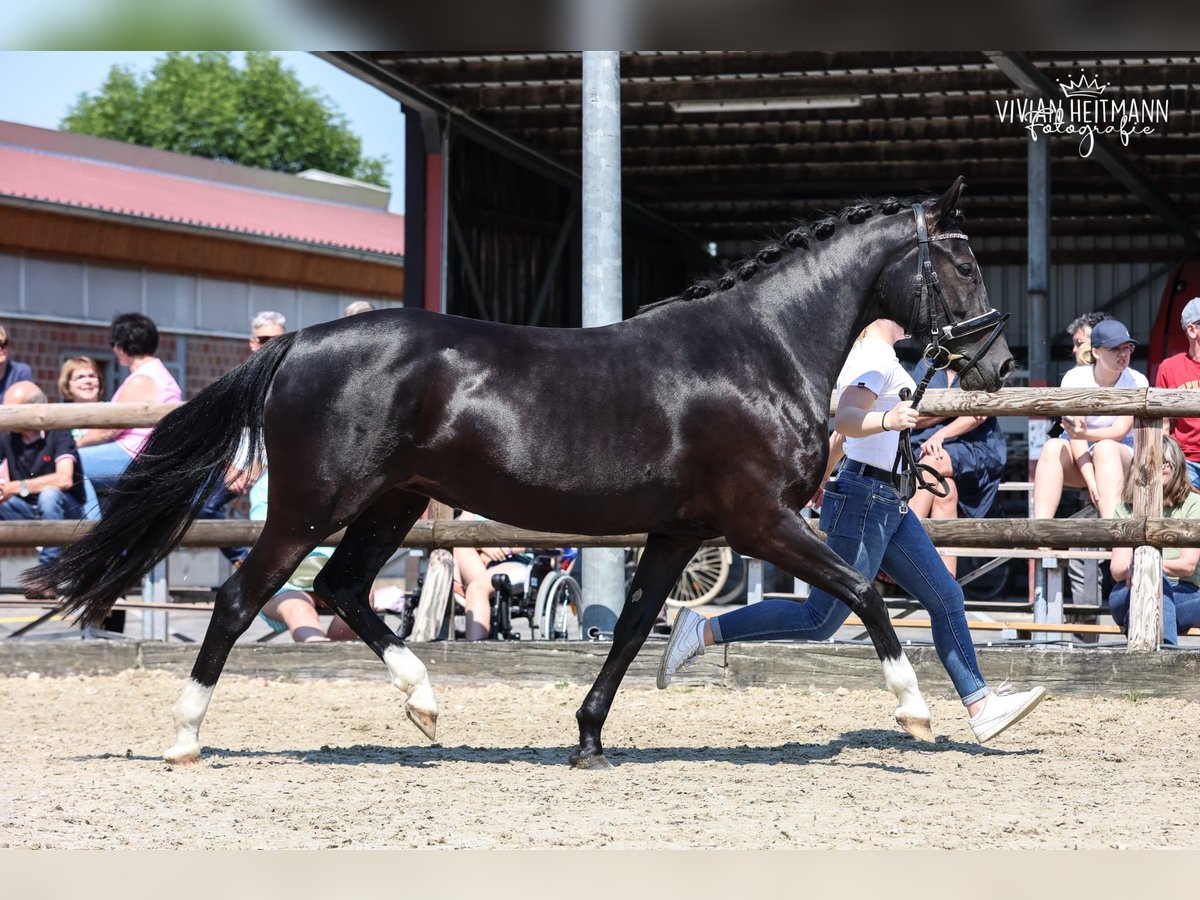 German Riding Pony Mare 5 years 14 hh Smoky-Black in Waltrop