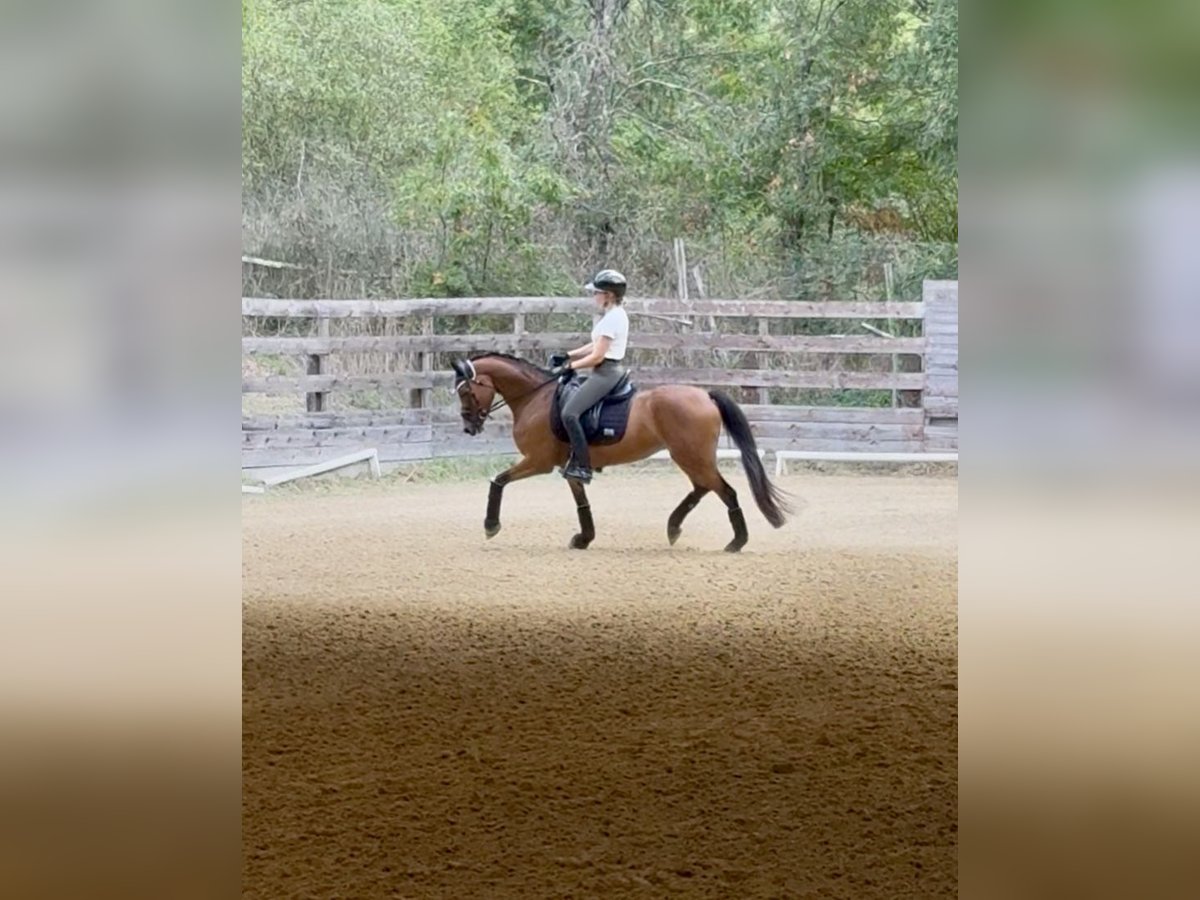 German Riding Pony Mare 5 years 14,1 hh Bay in Rome