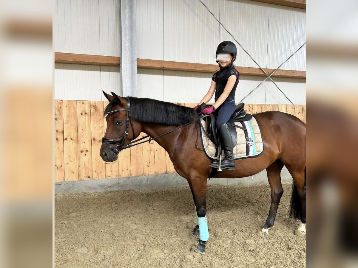 German Riding Pony Mare 5 years 14,1 hh Brown in Stuhr