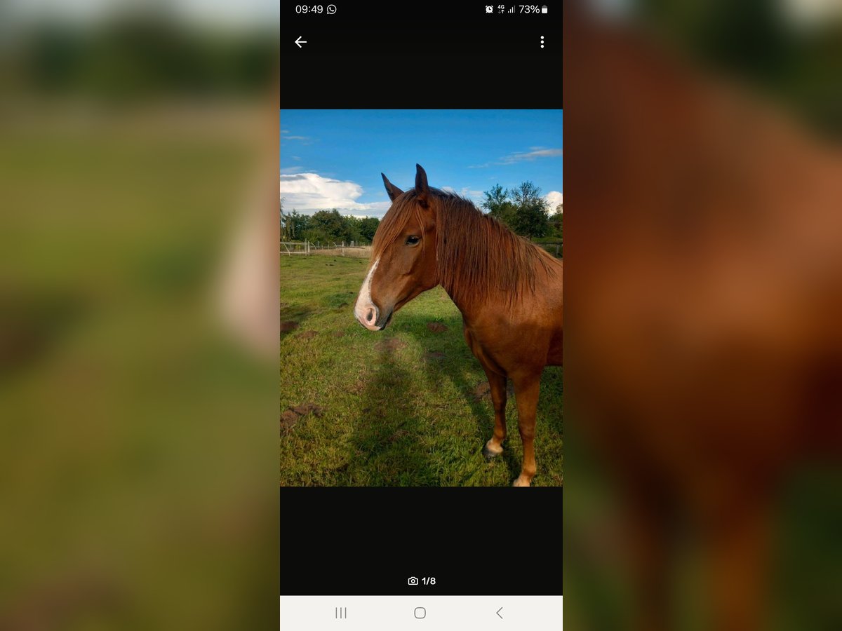 German Riding Pony Mix Mare 5 years 14,1 hh Chestnut in Kobrow German Riding Pony Mix Mare 5 years 14,1 hh Chestnut in Kobrow