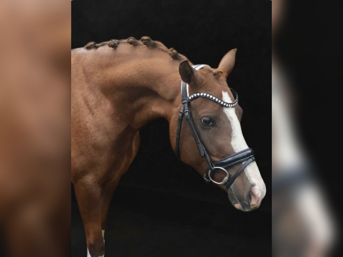 German Riding Pony Mare 5 years 14,1 hh Chestnut-Red in Lommel