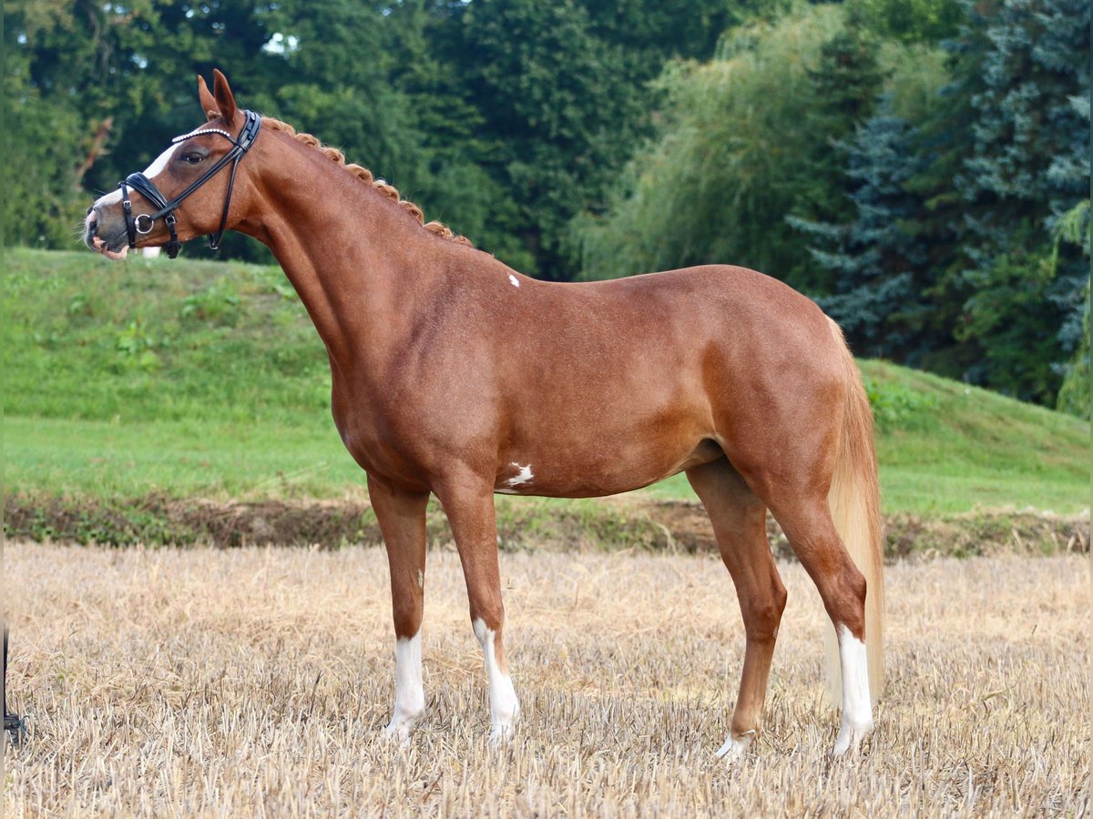 German Riding Pony Mare 5 years 14,1 hh Chestnut-Red in Wettringen