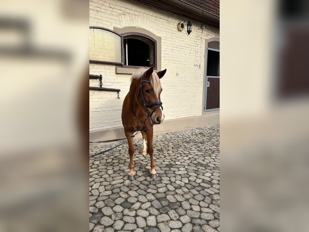 German Riding Pony Mare 5 years 14,1 hh Chestnut-Red in Remptendorf