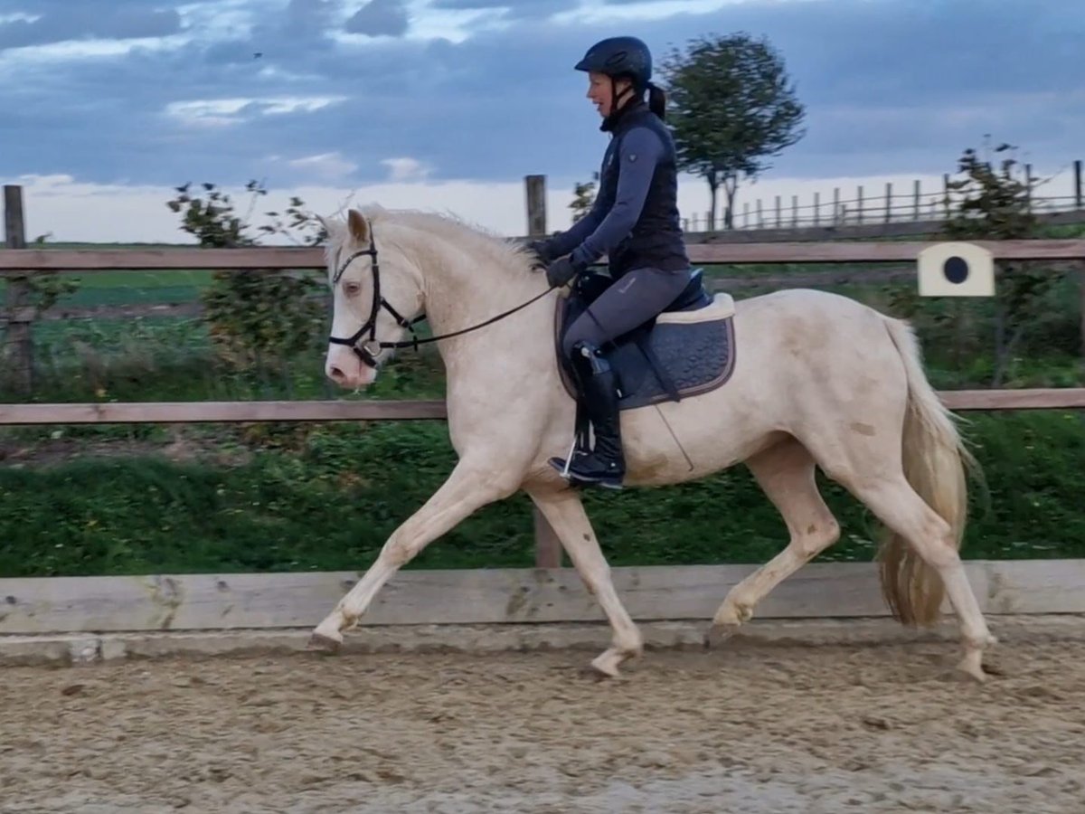 German Riding Pony Mare 5 years 14,1 hh Cremello in Waldfeucht