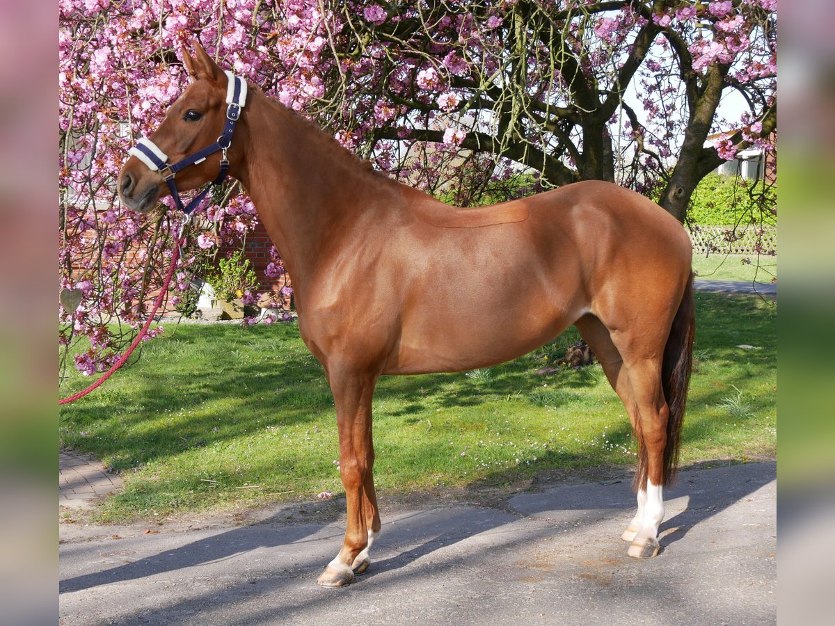 German Riding Pony Mare 5 years 14,1 hh in Dorsten