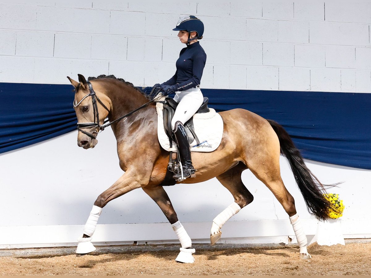 German Riding Pony Mare 5 years 14,1 hh Dun in Marsberg