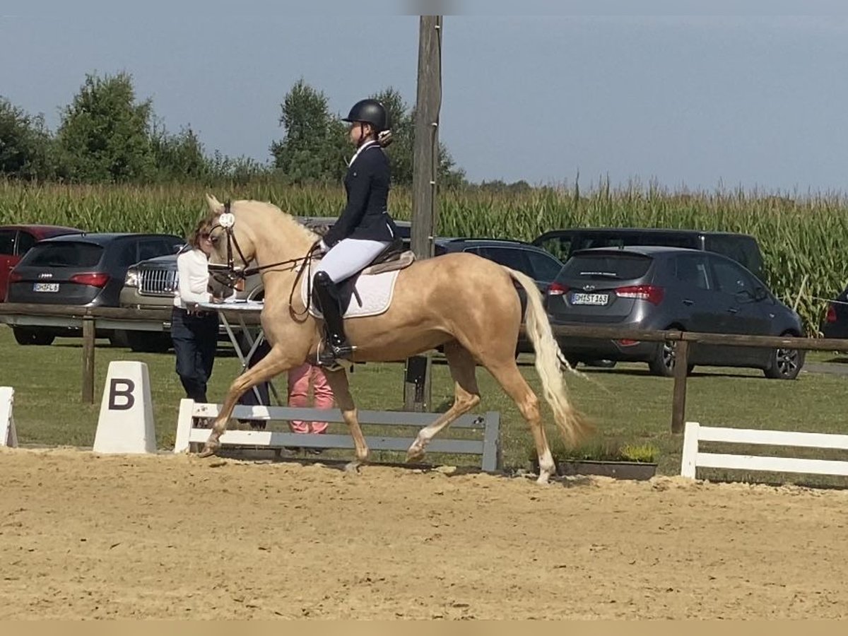 German Riding Pony Mare 5 years 14,1 hh Palomino in Achim