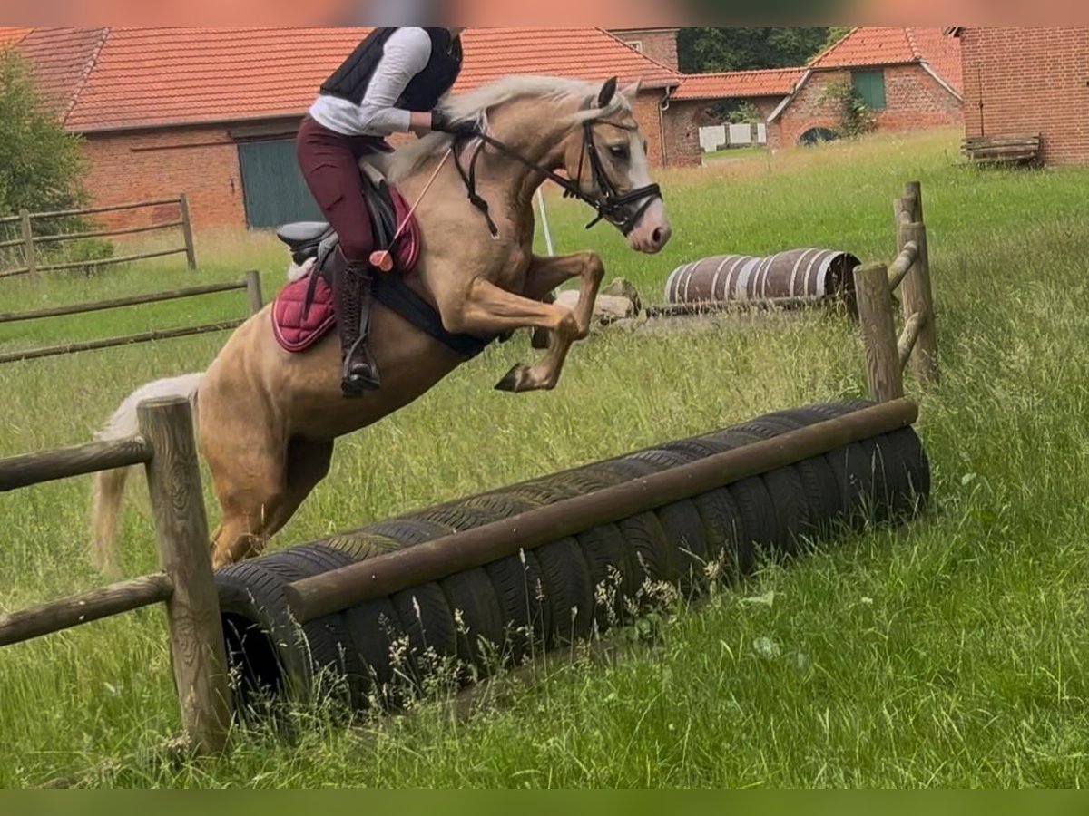 German Riding Pony Mix Mare 5 years 14,1 hh Palomino in F&#xFC;rstenau