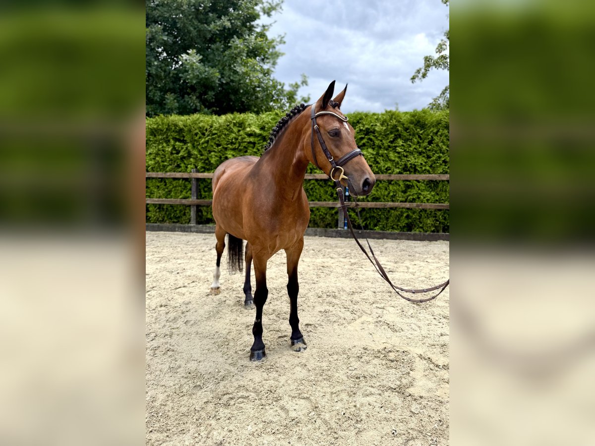 German Riding Pony Mare 5 years 14,2 hh Brown in Lohne (Oldenburg)