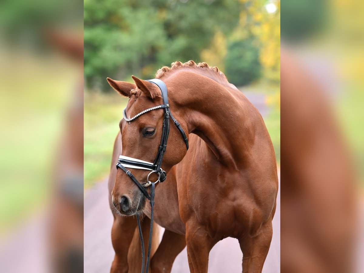 German Riding Pony Mare 5 years 14,2 hh Chestnut-Red in Kamern